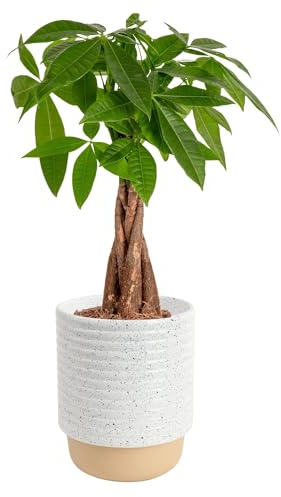 Costa Farms Money Tree (Pachira Aquatica) Live Indoor Bonsai-Style Plant, 12-16 Inches Tall, Braided Trunk Houseplant in Decorative Pot, Easy Care Pet-Friendly Decor