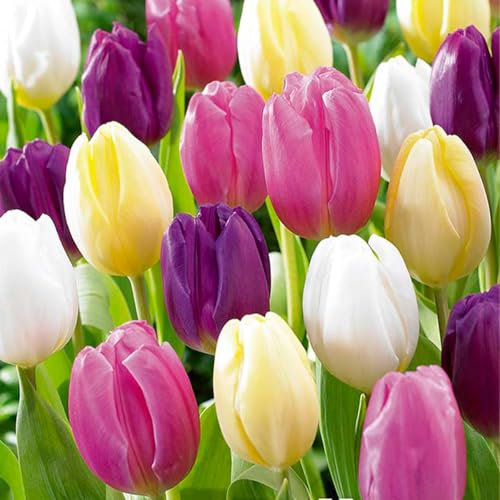 Bloomique - Mix di 20 - Tulipa Rainbow Mix - Bulbi di tulipano - Bulbi - Fioritura primaverile - Perenni - Cresce fino a 30-35 cm