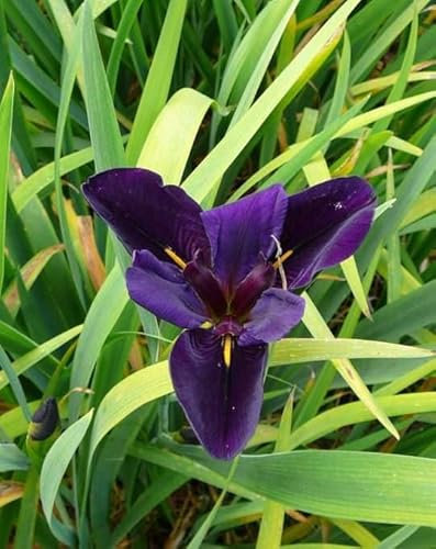 Lincolnshire Pond Plants Ltd - Marginal Aquatic Pond Plant - (Iris Louisiana 'Black Gamecock') - 9cm