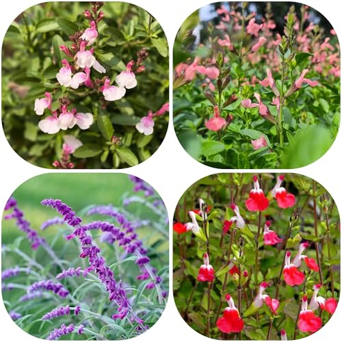 semillas de salvia - exóticas resistentes, jardín perennes 900pcs