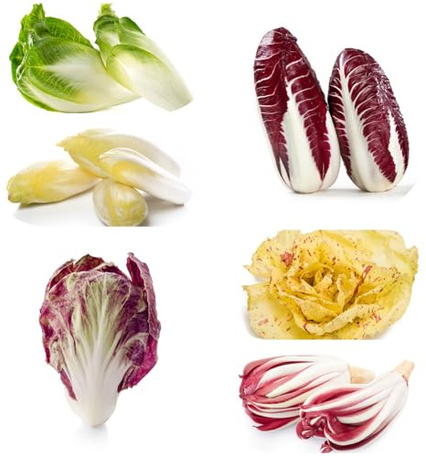 semi di cicoria - resistenti in vaso radicchio semi di da interno copertura del terreno vecchie varietà in vaso orto biologico da giardino roccioso 500pcs