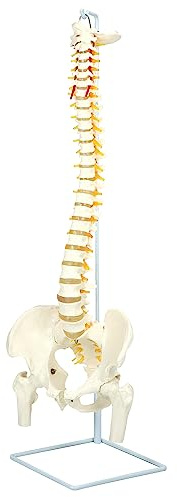 QWORK® 1:1 pedagogisk modell för ryggrader, 88 cm flexibel demonstrationsmodell med spinalnerver, bäcken och lår