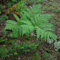 Aquila Felce - Pteridium aquilinum - Pot 9x9cm