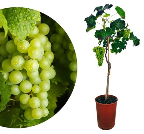 Meine Orangerie - Weinrebe Vitis Vinifera Stämmchen im Ø19cm Topf - Höhe inkl. Topf ca. 90-100cm - wunderschöne mediterrane Kletterpflanze für Garten, Balkon oder Terrasse