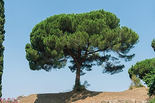 8 Semi di Pino Domestico (Pinus Pinea)