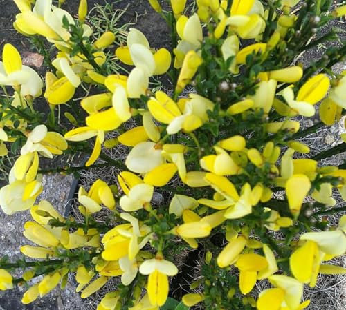 Goldregen - Ginster Cytisus scoparius 'Dukaat' Ginster 40-60 cm winterhart Freilandaufzucht