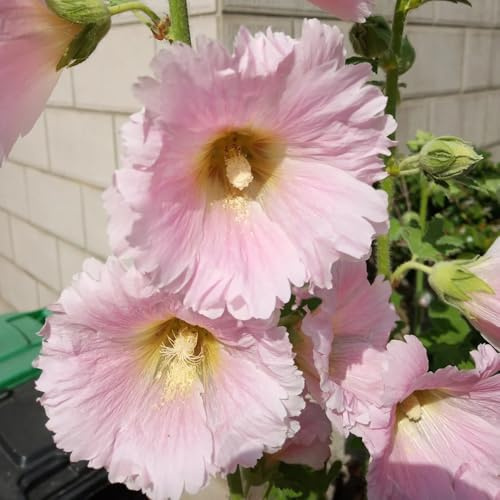 Semi di malvarosa, decorazioni, rare Alcea rosea, malvarosa, resistenti per il giardino to perenne resistente 150pcs