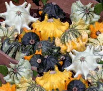 Pcs - 9x Courge Décorative Shenot Crown Of Thorns Courges Patty Pan Légumes Graines KS510 - Seeds & Plants Shop by Ipsa