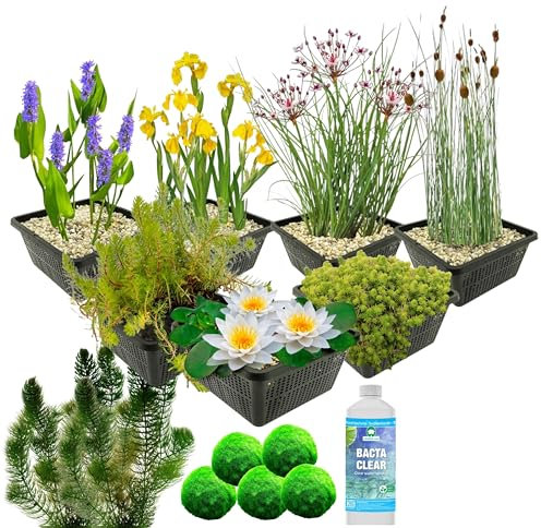vdvelde.com - Wasserpflanzen Teich Winterhart - 36er Set Wasserpflanzen mit 1 Seerose und 19 Sauerstoffpflanzen - Für ca. 1000 liter Wasser - Inklusive Teichpflanzen Korb Sets