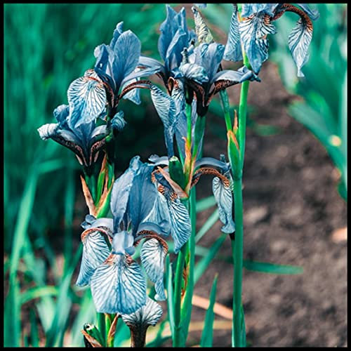 Iriszwiebeln,Esotico,Squisito,Cortile,Balkon,Dea Dell'Arcobaleno,Irisbulbi,Für Colori,Iris germanica,Esotico,Specie Rare,issimo-6 Bulbis