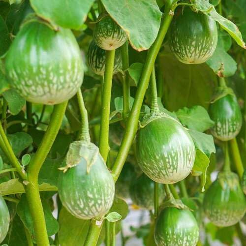 100 piezas de semillas vegetales de berenjena verde