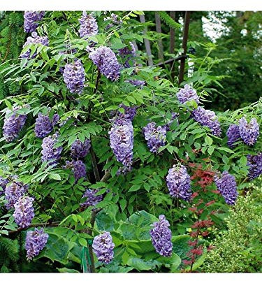 2 x Wisteria Climbing Plant 'Amethyst Falls' - Blue Wisteria Plants in 9cm Pots Ready to Plant