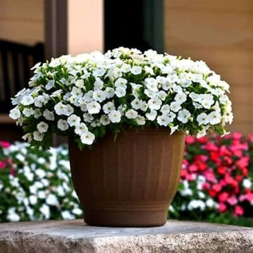Buy4seeds Easy Wave Spreading Petunia White F1-10 Seeds - Petunia x Hybrida - Balcony
