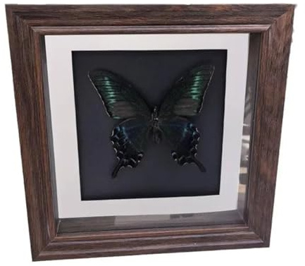 Skugglåda ram retro stil fjäril prov visningsram glas insekt skugglåda med 2 cm ihålig valnöt fotoramar heminredning för hantverk (20 x 25 x 2 cm 10 tum)