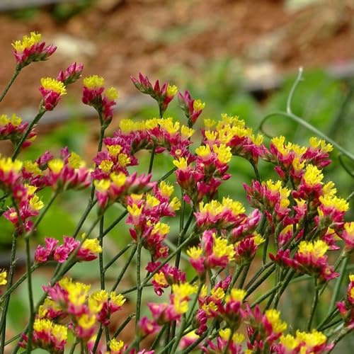 semi di lavanda di mare semi selvatici rialzata, in vaso resistenti decorazioni giardino per esterni biologici selvatici primaverili 25semi