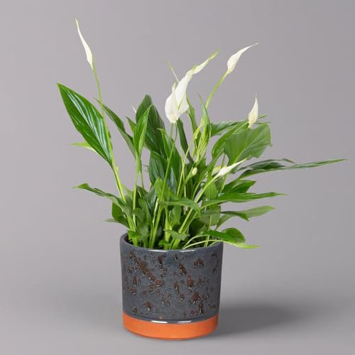 Einblatt 'Bellini' in Keramiktopf Lauren blau, Topf-Ø 13 cm, Höhe ca. 30 cm