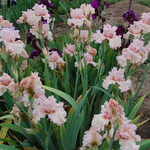 Semillas de iris - perenne resistente Iris tectorum - semillas de silvestres 60pcs