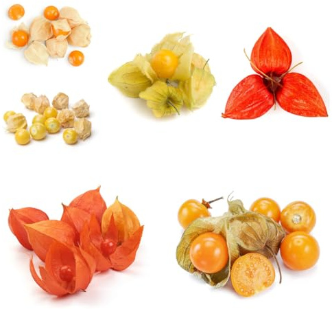 semillas de physalis organicas - bosque andinos - para lugares soleados Uchuva, physalis paeruviana, zapote, 100pcs