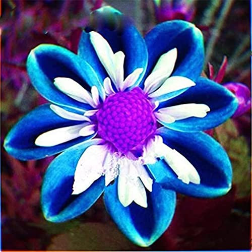 Dalia bulbi,bulbi di dalia gigante,Bulbi Da fiore resistenti,Dalia Fiore,Splendide piante ornamentali per giardini e vasi,Zinnia pianta(senza semi, non artificiali,resistenti)-10bulbi-C