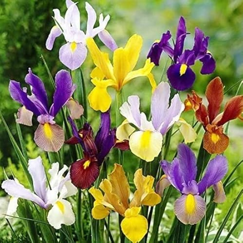 Mixed Color Dutch Iris Bulbs for Planting - Easy to Grow - (50 Bulbs)