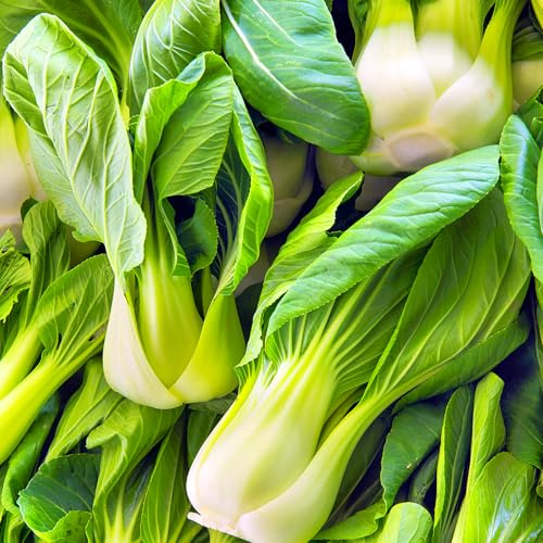 TomorrowSeeds - Wa Wa Qing Bok Choy Seeds - 1500+ Count - for 2025 Planting Hybrid Green Pak Choi Pok Choy Chinese Cabbage Baby Tips Spinach Asian Vegetable Grow Your Own Home Farm Patio Healthy