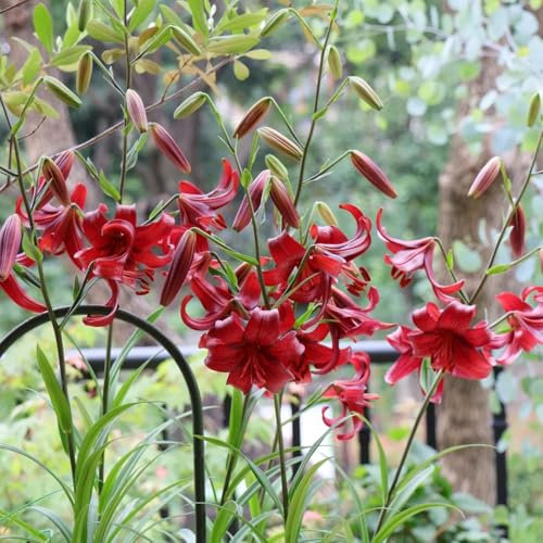 8 pcs lilien zwiebeln winterhart, baumlilien, geschenke blumendeko zimmerpflanze winterhart lilien knollen - Lilium brownii - bonsai blumenzwiebel zwiebeln winterhart mehrjährig outdoor