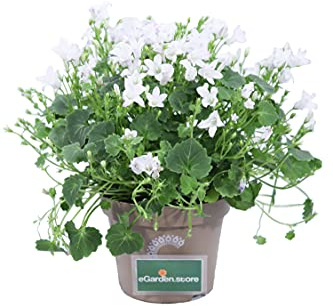 Pianta di Campanula Portenschlagiana Pianta di Campanula da Muro pianta da esterno pianta da balcone pianta da fiore Fiori di Campanula ornamentali pianta vera venduta da eGarden.store (Bianco)