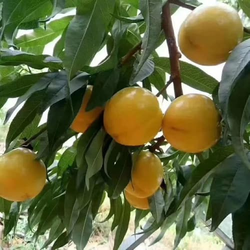 nectarina - Balcón exótico a prueba de invierno resistentes 30semillas