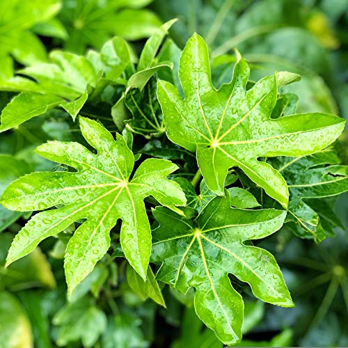 Fatsia Japonica Outdoor Large Castor Oil Plant Hardy Perennial Shrubs Tall Garden Plants Evergreen Foliage Ready to Plant for Pots 1 x 17cm Pot by Thompson & Morgan