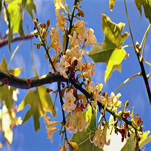 seedsown Germination Les graines: 40 graines: USA Heirloom Poirier Asiatique Biologique 10-80 Graines