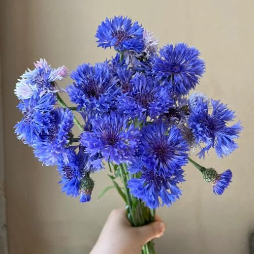 Kornblumen Samen blumenwiese herbstaussaat kornblumensamen, Centaurea cyanus wildblumensamen mehrjährig winterhart blumen samen, bonsai samen blumenwiese samen mehrjährig samen 50pcs