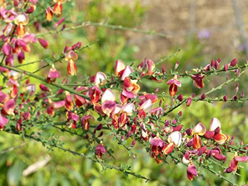 Cytisus scoparius Red Dragon - Edelginster - Drachenginster 40-60