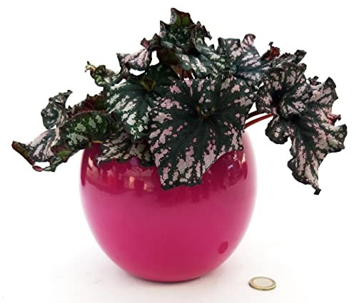 POWERS TO FLOWERS - BEGONIA REX ESCARGOT VIOLET, IN VASO CERAMICA, pianta vera