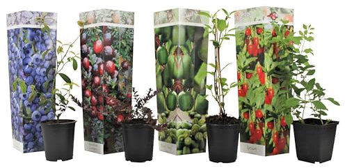 Plant in a Box - Mélange pour smoothies 4 - Baie de Goji, Myrtille, Canneberge, Baie de Kiwi - Arbres fruitier rustique - Pot 9cm - Hauteur 25-40cm