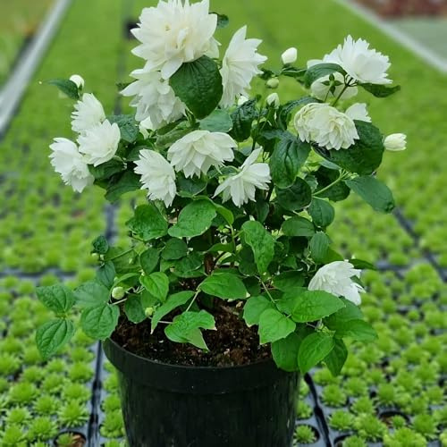 Philadelphus 'Pearls of Perfume' – Fragrant Mock Orange Shrub | Long-Flowering Double White Blooms Pollinators - 1x 36 Litre Potted Plants by Thompson & Morgan