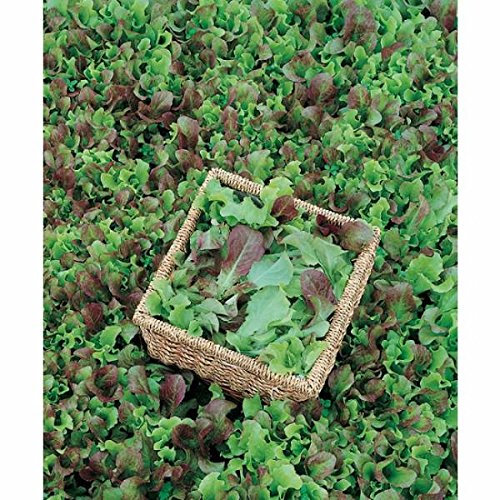 Idroponica Semi biologici di Lattuga in Miscuglio