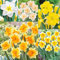 Narciso Bulbo, Bulbo Narciso De OtoñO Bulbos, Narcisos Flores,Las flores son grandes. De OtoñO Narcisos FáCil De Cultivar, Gran vitalidadde Plantas, de plantación Multicolor ﻿-10bulbos-G