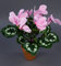Seidenblumen Roß Alpenveilchen 36cm rosa im Topf ZF künstliche Blumen Kunstpflanzen Kunstblumen Cyclamen