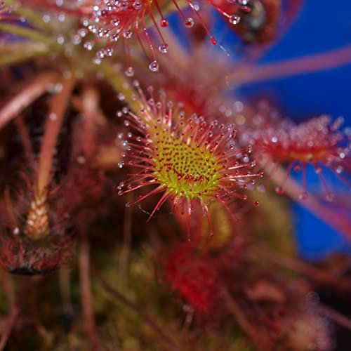 Drosera Seeds - Intermedia (Florida) Carnivorous - 5 Seeds