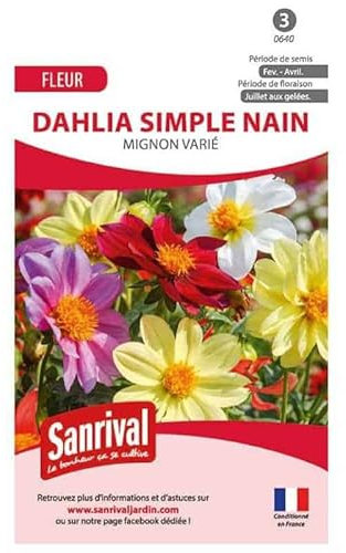 Graines de dahlia simple nain