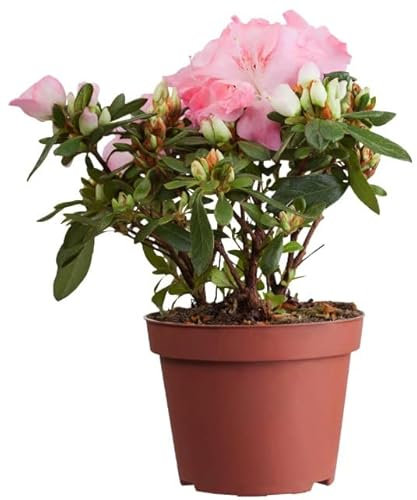 Flor de Azalea: La Frescura y el Aroma de la Primavera en tu Casa