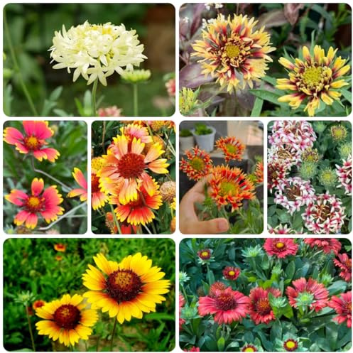 kokardenblume, steingartenpflanzen winterhart gartenblumen, kräuterpflanzen balkon frühlingsblume 200samen