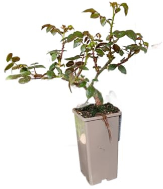 Rosal Multicolor Planta Arbustiva con Rosas Naturales en Diferentes Tonos Belleza para Todo el Año