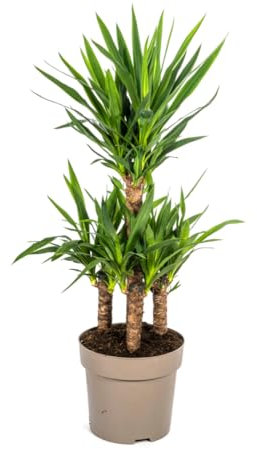 Yucca Elephantipes - 90-110cm - Ø30cm - Plante d'intérieur - Vert persistant