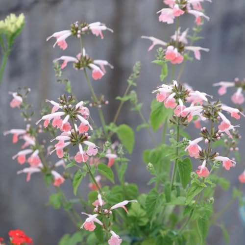 semillas de salvia organicas - temprana, exterior jardín 550pcs