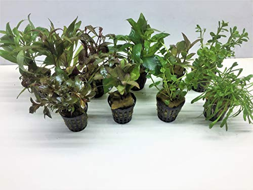 Akvarieväxter set vattenväxter 5 krukor. perfekt för nybörjare