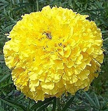 vegherb 50 graines de Calendula - Crackerjack Africaine annuel Jaune