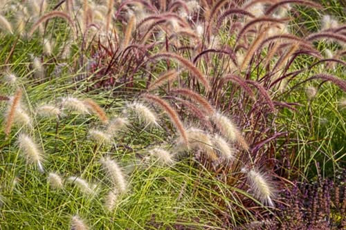 RP Seeds Annual Ornamental Grasses Seed Mix - 1g (Approx. 100-150 Seeds)
