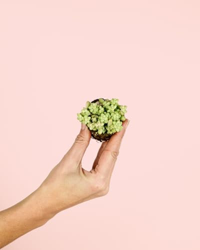 Sedum Burrito Mini | Plantas Naturales | Pur Plant