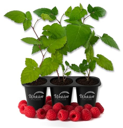 Mysore Raspberry Bush - 3 Live Starter Plants - Rubus - Edible Berry Bearing Bramble Shrub for Fruit Garden and Patio